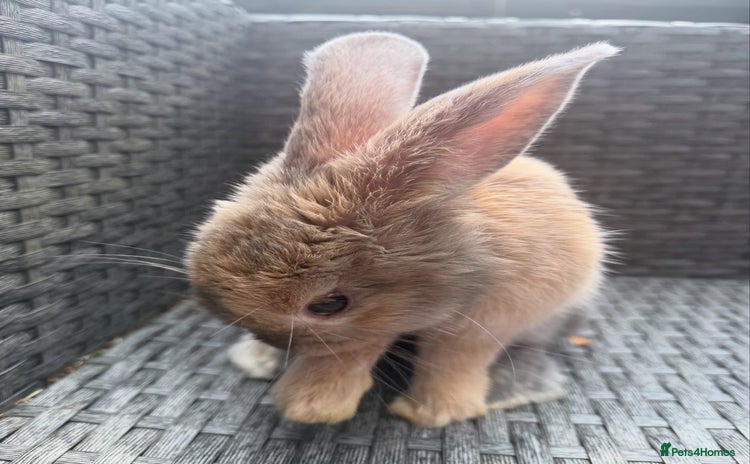 English rabbits - Advert 14