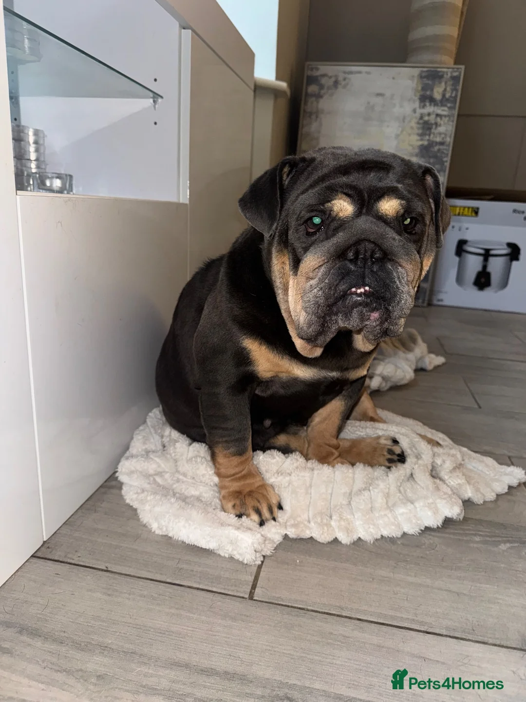 English Bulldog dogs for sale: Darla  - Advert 9