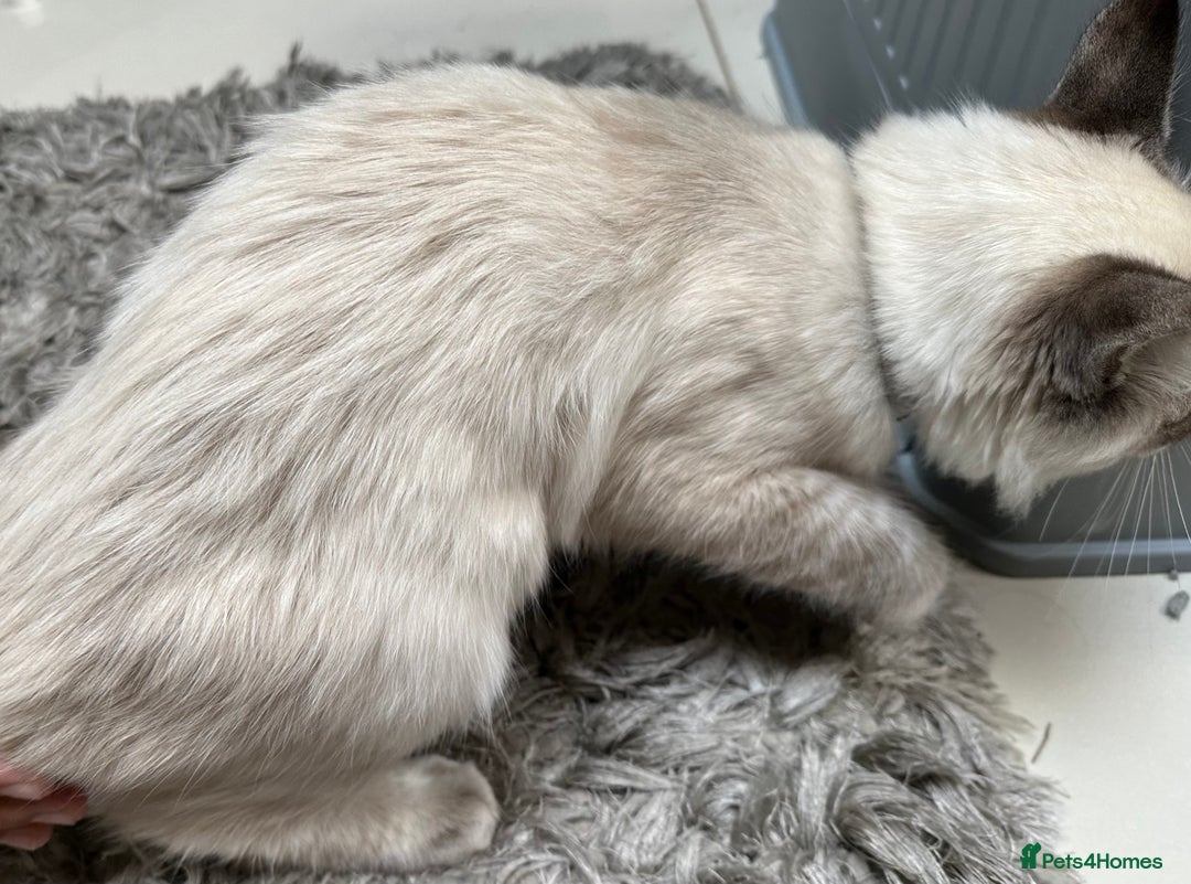 Ragdoll cats for sale: Ragdoll Lynx Blue point male - Image 15