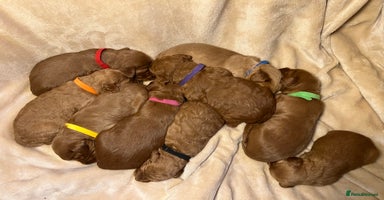 Mixed Breed dogs in Glastonbury - Advert 10