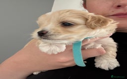 Maltipoo dogs for sale: Beautiful Male Maltipoo F1 Pups - Image 24