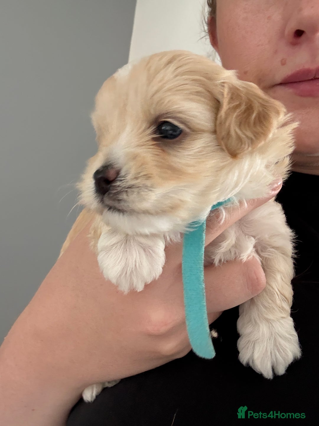 Maltipoo dogs for sale: Beautiful Male Maltipoo F1 Pups - Image 24