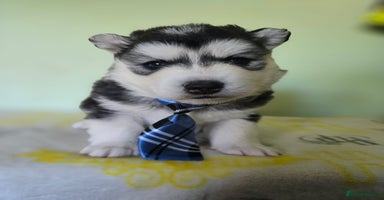 Siberian Husky dogs Wooly Siberian huskys - Advert 13