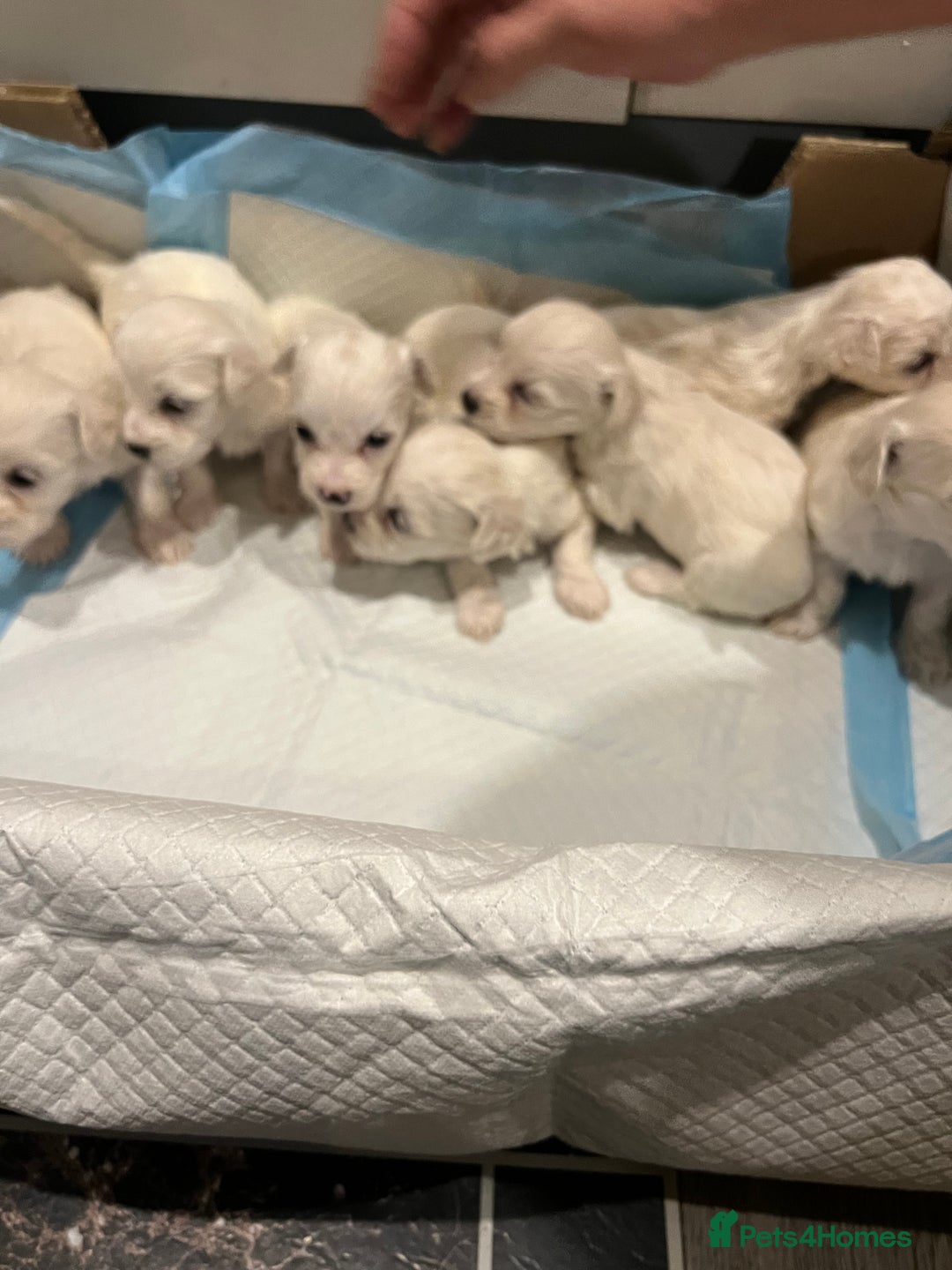 Bichon Frise dogs for sale: Adorable Bichon Frise x Bichon Maltese  - Advert 11
