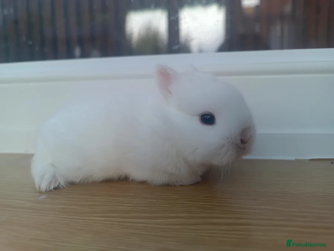 Netherland Dwarf rabbits for sale: Netherland Dwarf BEW Rabbit - Advert 2