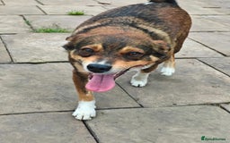 Mixed Breed dogs for adoption: 💙🐶 CHICO 🐶💙 - Image 15