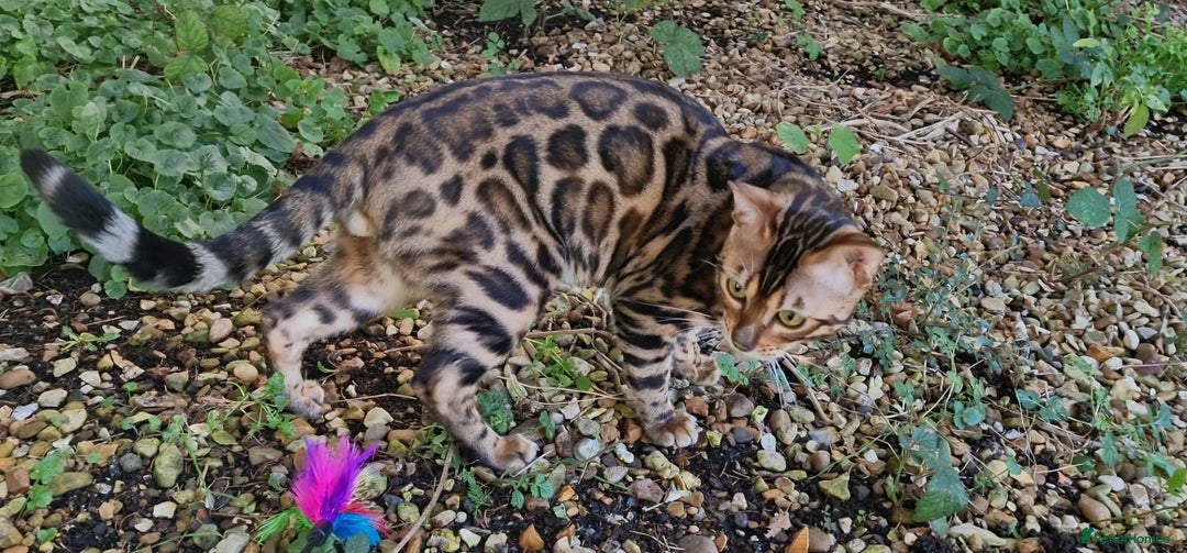 Bengal cats for stud: Bengal cat for stud, Fabio. in Peterborough - Image 23