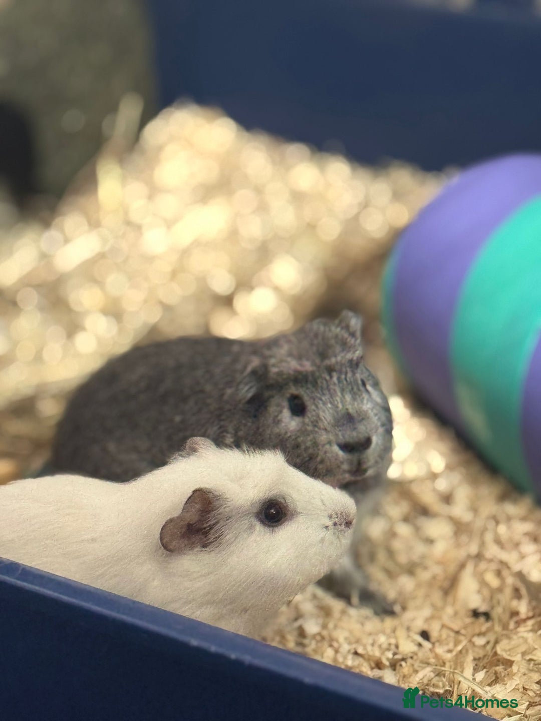 Guinea Pig rodents for sale: Two Male guinnea pig brothers for sale - Advert 5