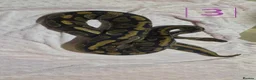 Python Snake reptiles for sale: rehoming/ breeding snakes - Advert 15