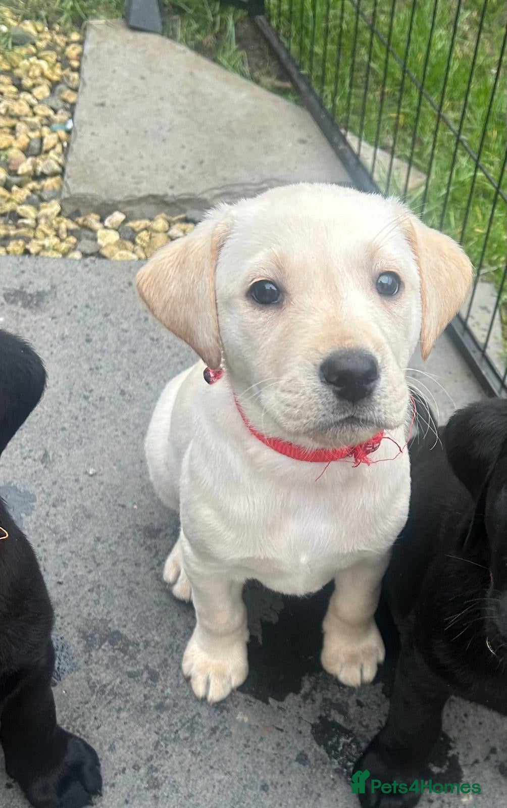 Labrador Retriever dogs KC Registered Labrador Puppies  - Advert 2