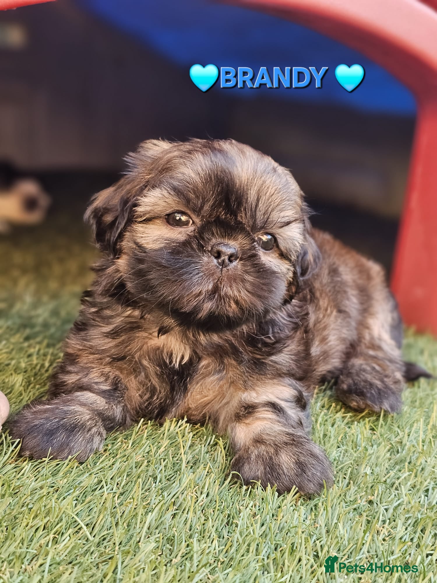 Shih Tzu dogs STUNNING PURE STANDARD SHIH TZU  - Advert 3