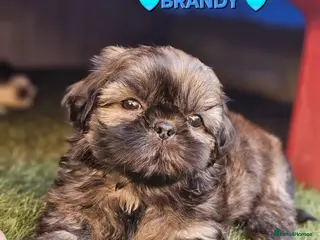 Shih Tzu dogs STUNNING PURE STANDARD SHIH TZU - Advert 3