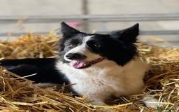 Borador dogs for sale: Collie cross Labrador  - Image 15