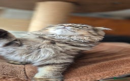 Scottish Fold cats for sale: 2 boys left! TICA registered Scottish Fold - Image 38