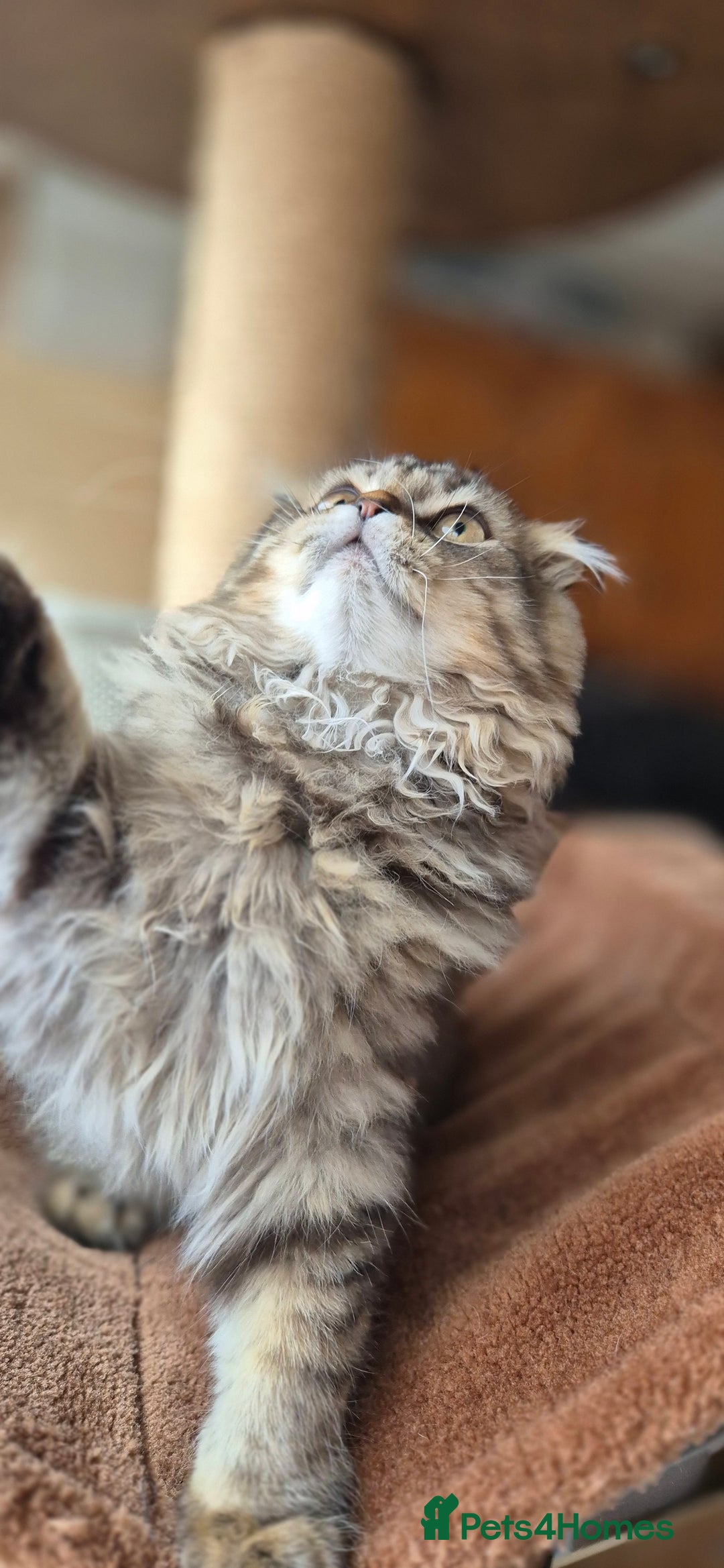 Scottish Fold cats for sale: 2 boys left! TICA registered Scottish Fold - Image 38