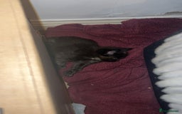 Maine Coon cats for sale: Maine Coon Kittens  - Image 24