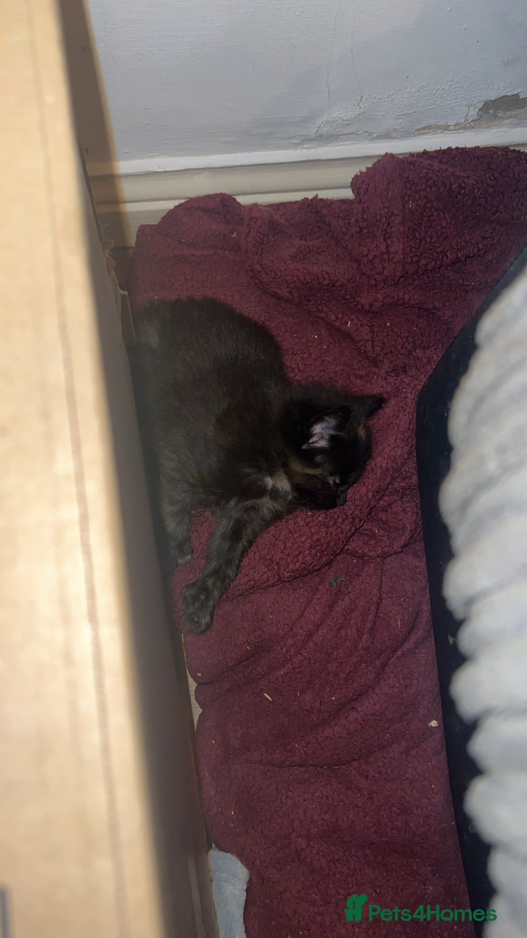 Maine Coon cats for sale: Maine Coon Kittens  - Image 24