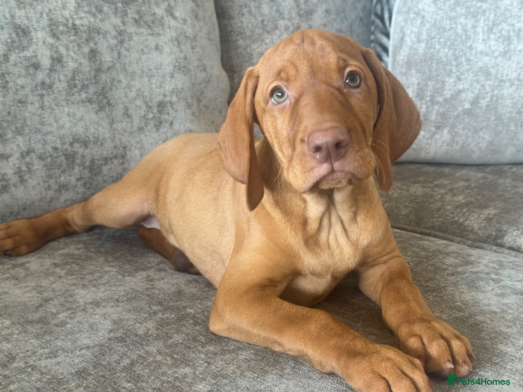 Hungarian Vizsla dogs BEAUTIFUL KC REGISTERED VIZSLA LITTER  - Advert 5