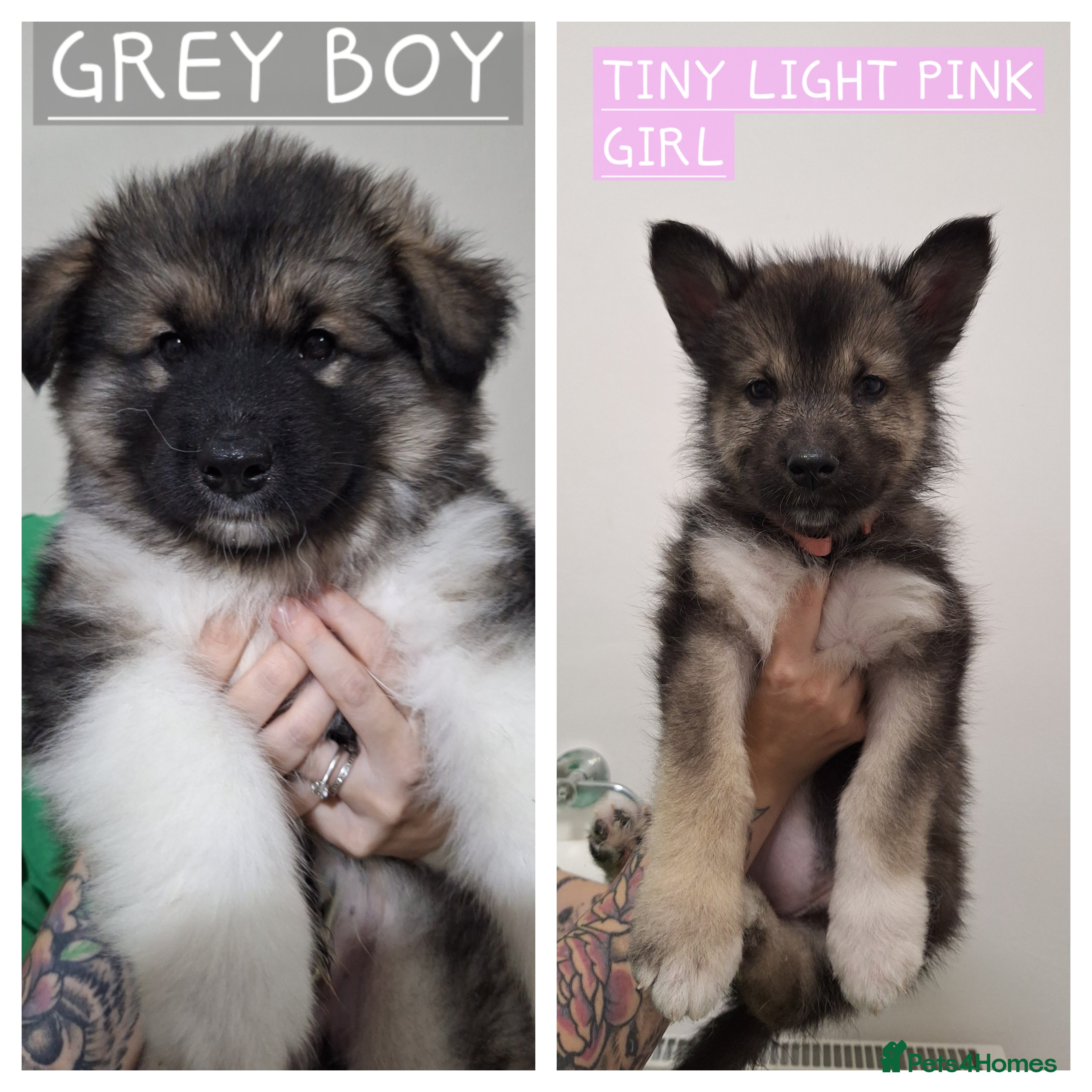 Mixed Breed dogs Last 2 remaining Alaskan Shepherds  - Advert 3