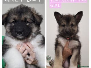 Mixed Breed dogs Last 2 remaining Alaskan Shepherds - Advert 1