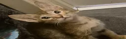Serengeti cats for sale: Last seringetti girl ready to leave  - Advert 3