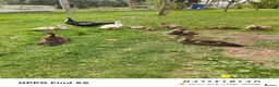 Ducks poultry for sale: Muscovy ducklings  - Advert 6