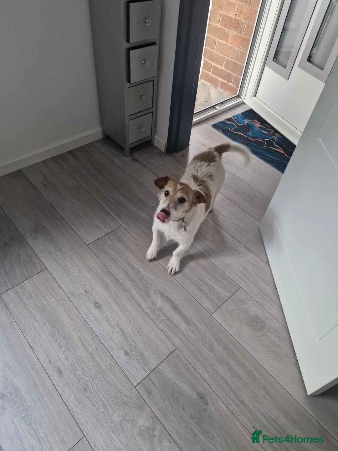 Jack Russell dogs for sale: Jack Russell for rehomeing  - Advert 2