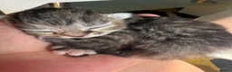 Mixed Breed cats for sale: Beautiful litter - Advert 3