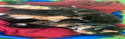 Mixed Breed cats for sale: Beautiful fluffy kittens in Pwllheli - Advert 2