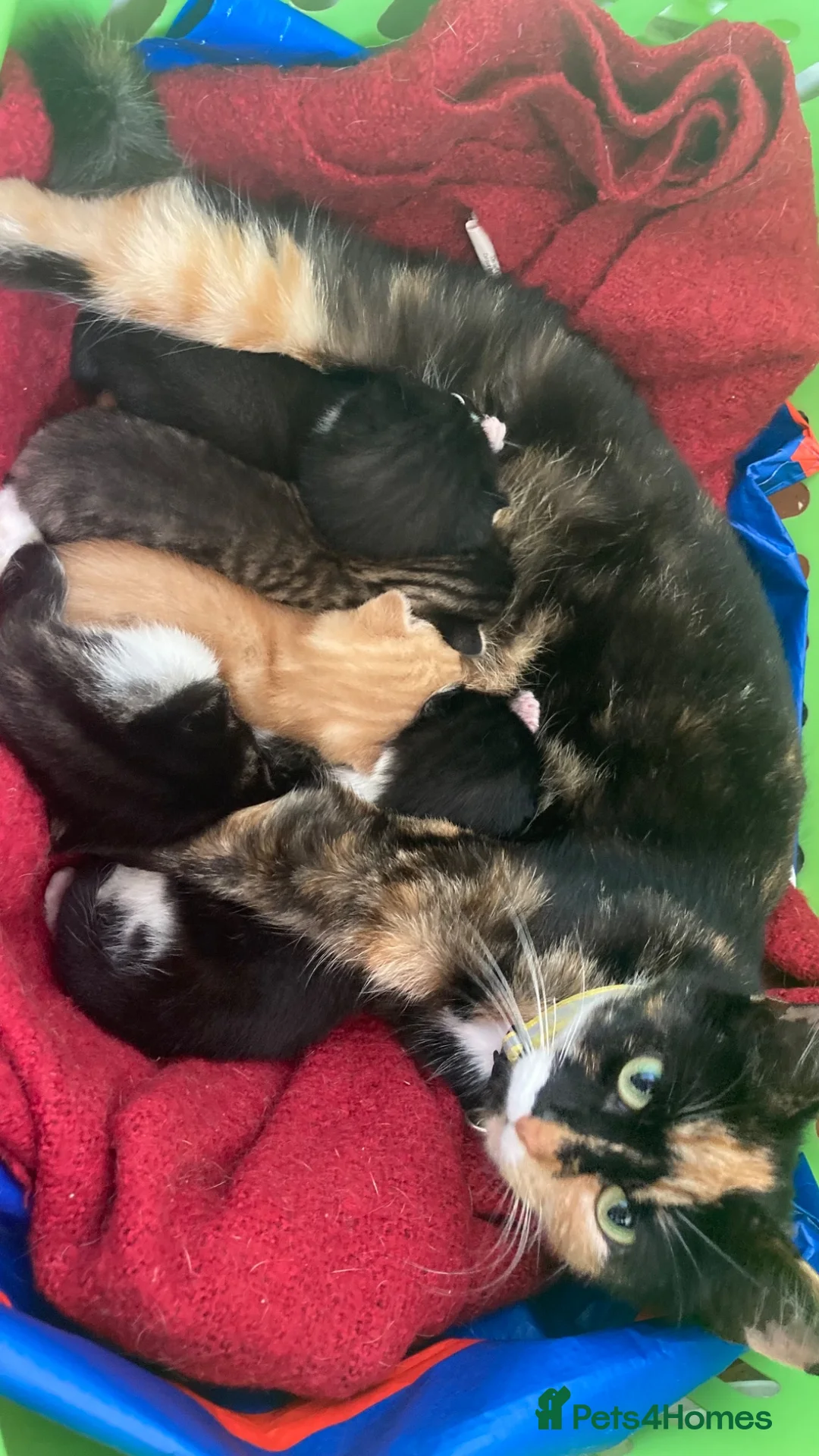 Mixed Breed cats for sale: Beautiful fluffy kittens in Pwllheli - Advert 2