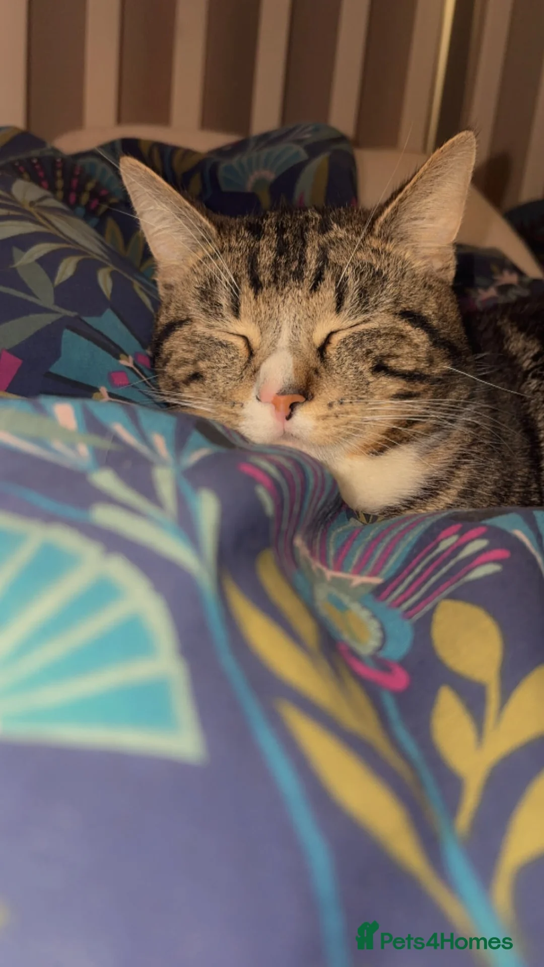 Mixed Breed cats for sale: Male cat called Teddy in Ilkeston - Advert 2