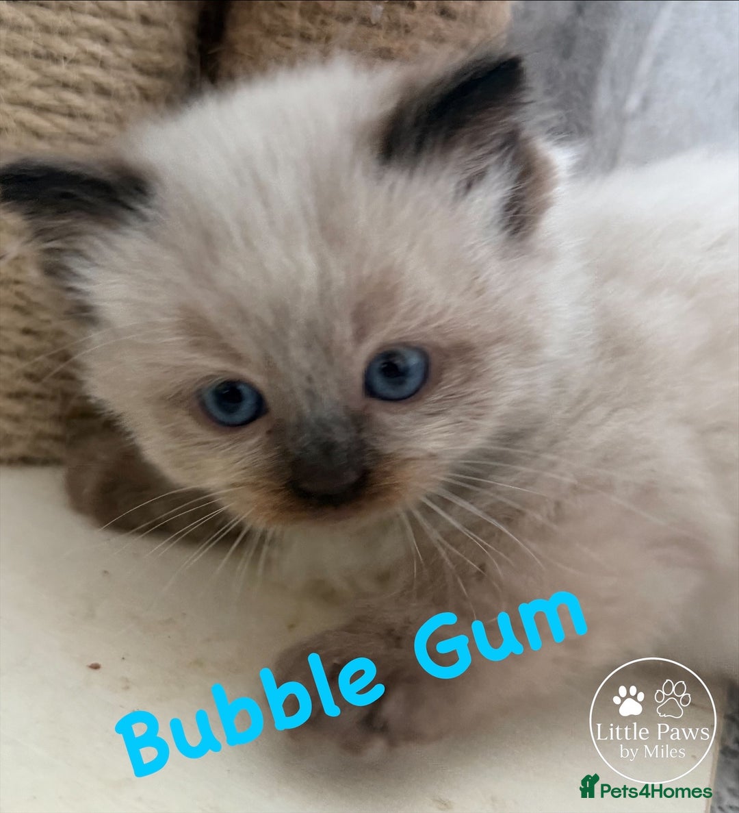 Ragdoll cats for sale: GCCF Exceptional Pedigree Ragdolls 🌸 - Advert 4