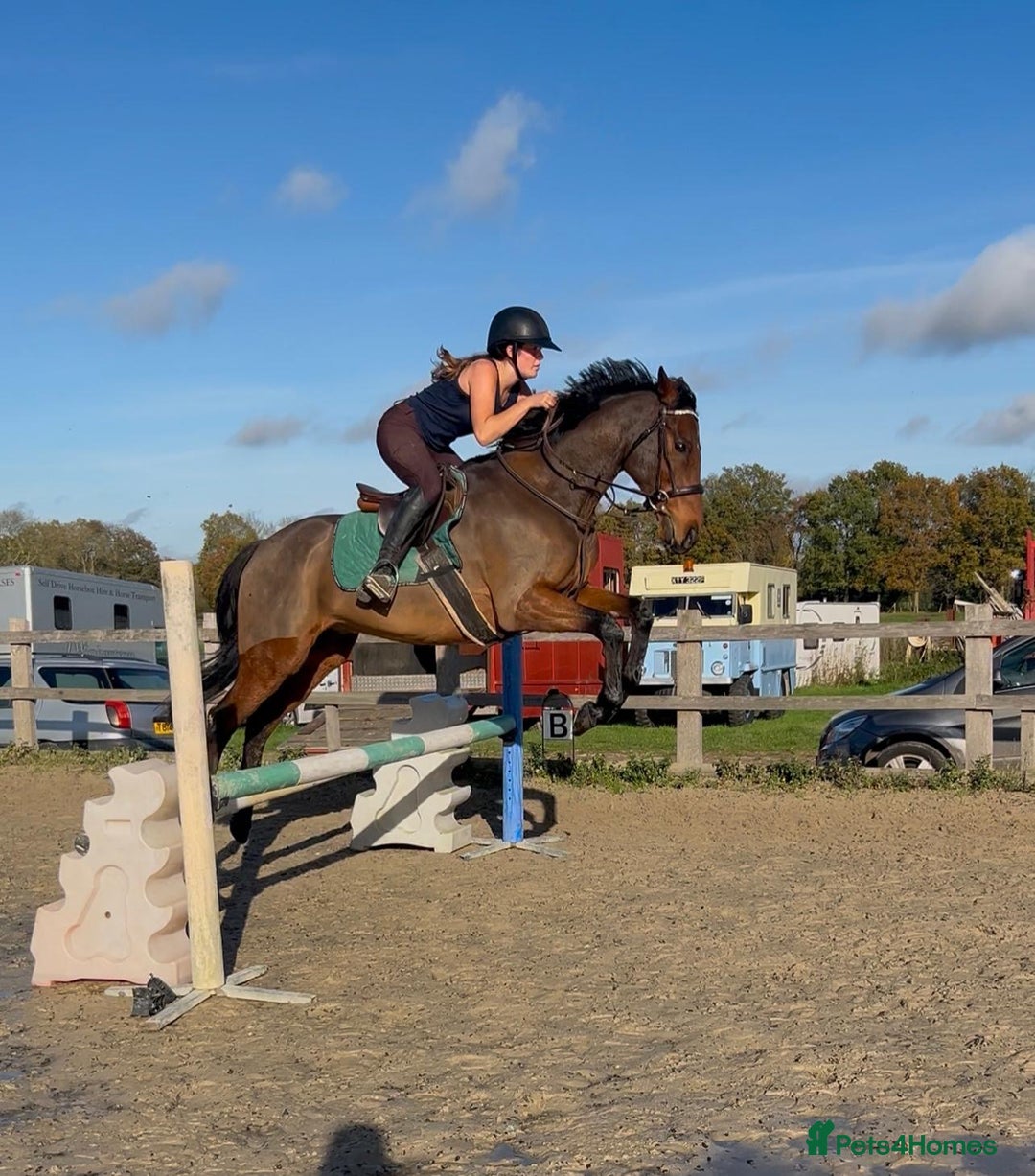 English Thoroughbred horses for sale: Super safe alrounder gelding  - Advert 18