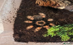 Tarantulas invertebrates for sale: Tarantula’s + scorpion for sale  - Advert 1