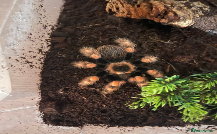 Tarantulas invertebrates Tarantula’s + scorpion for sale  - Advert 13