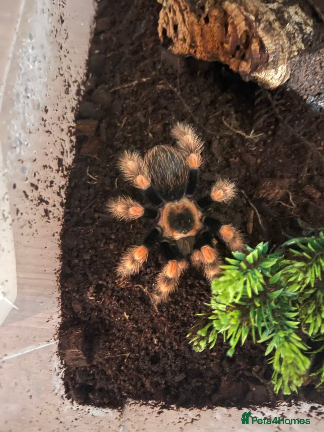 Tarantulas invertebrates for sale: Tarantula’s + scorpion for sale  - Advert 1