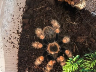 Tarantulas invertebrates Tarantula’s + scorpion for sale - Advert 6