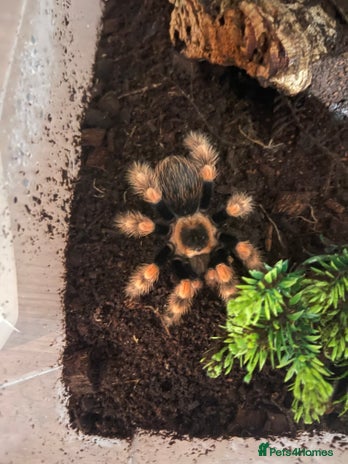 Tarantulas invertebrates Tarantula’s + scorpion for sale - Advert 1