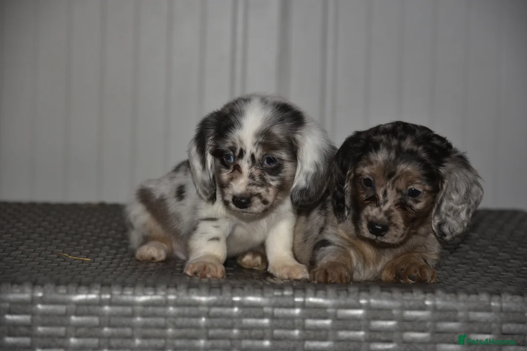 Dachshund dogs for sale: Super cute dachshund puppies - Advert 4