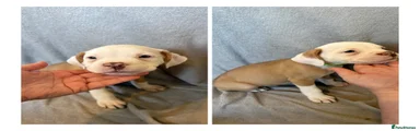 Alapaha Blue Blood Bulldog Puppy 1