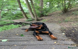 Rottweiler dogs for sale: Bear the Rottweiler  - Image 7