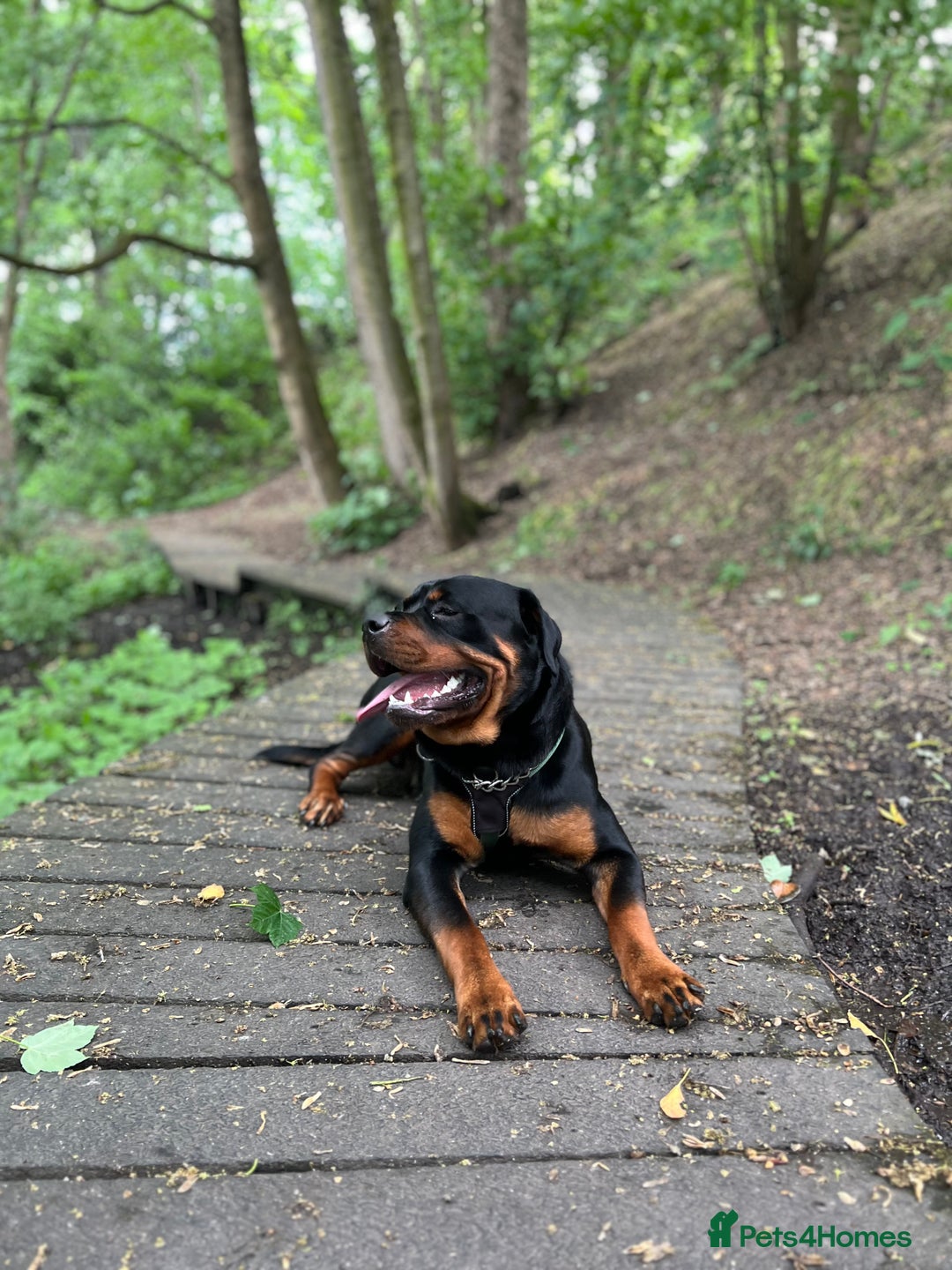 Rottweiler dogs for sale: Bear the Rottweiler  - Image 7