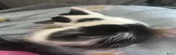 Mixed Breed cats for sale: 2 girls and 2 boys ready on 28 th October  - Advert 12