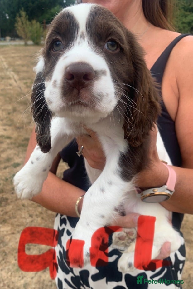 Sprocker dogs 2boys 1Girl cocker spaniels READY TO LEAVE NOW - Advert 1
