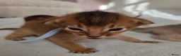 Abyssinian cats for sale: Beautiful Abyssinian Kittens – TICA Registered 🐾 - Advert 14