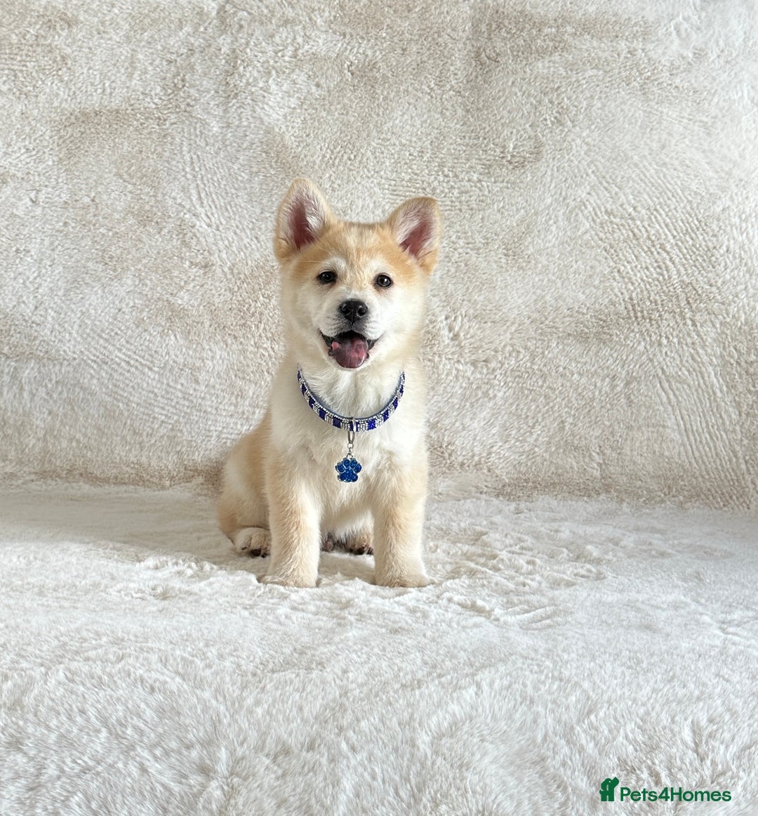 Chow Chow dogs for sale: Exotic colour chowsky puppies for sale  - Image 11