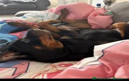 Rottweiler dogs for sale: Rottweiler girl for rehome - Image 8