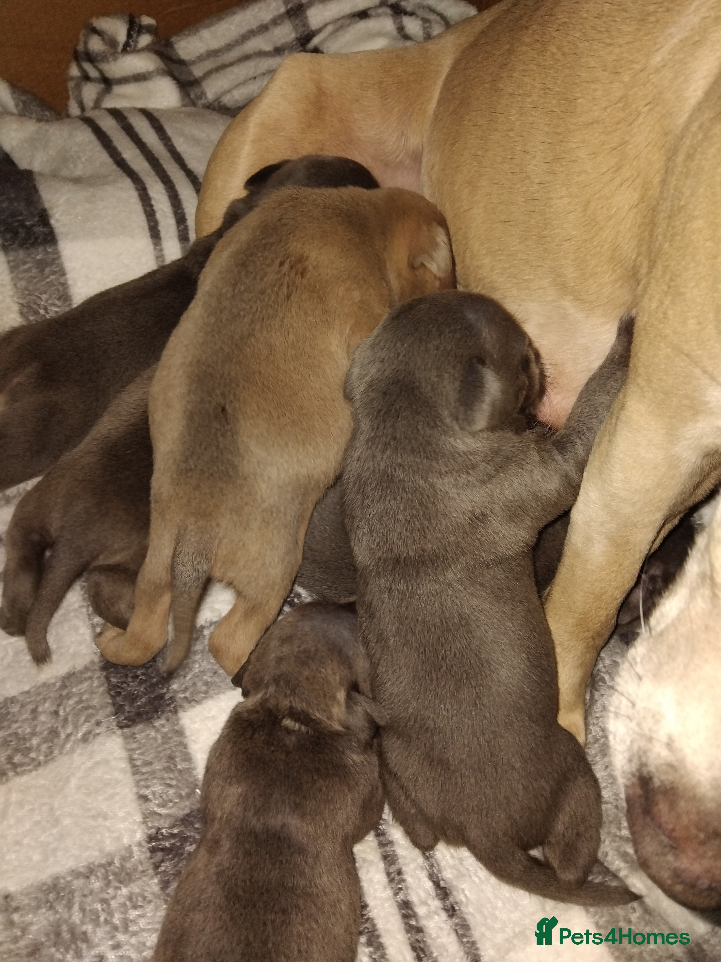 Staffordshire Bull Terrier dogs Staffordshire bull terriers - Advert 1