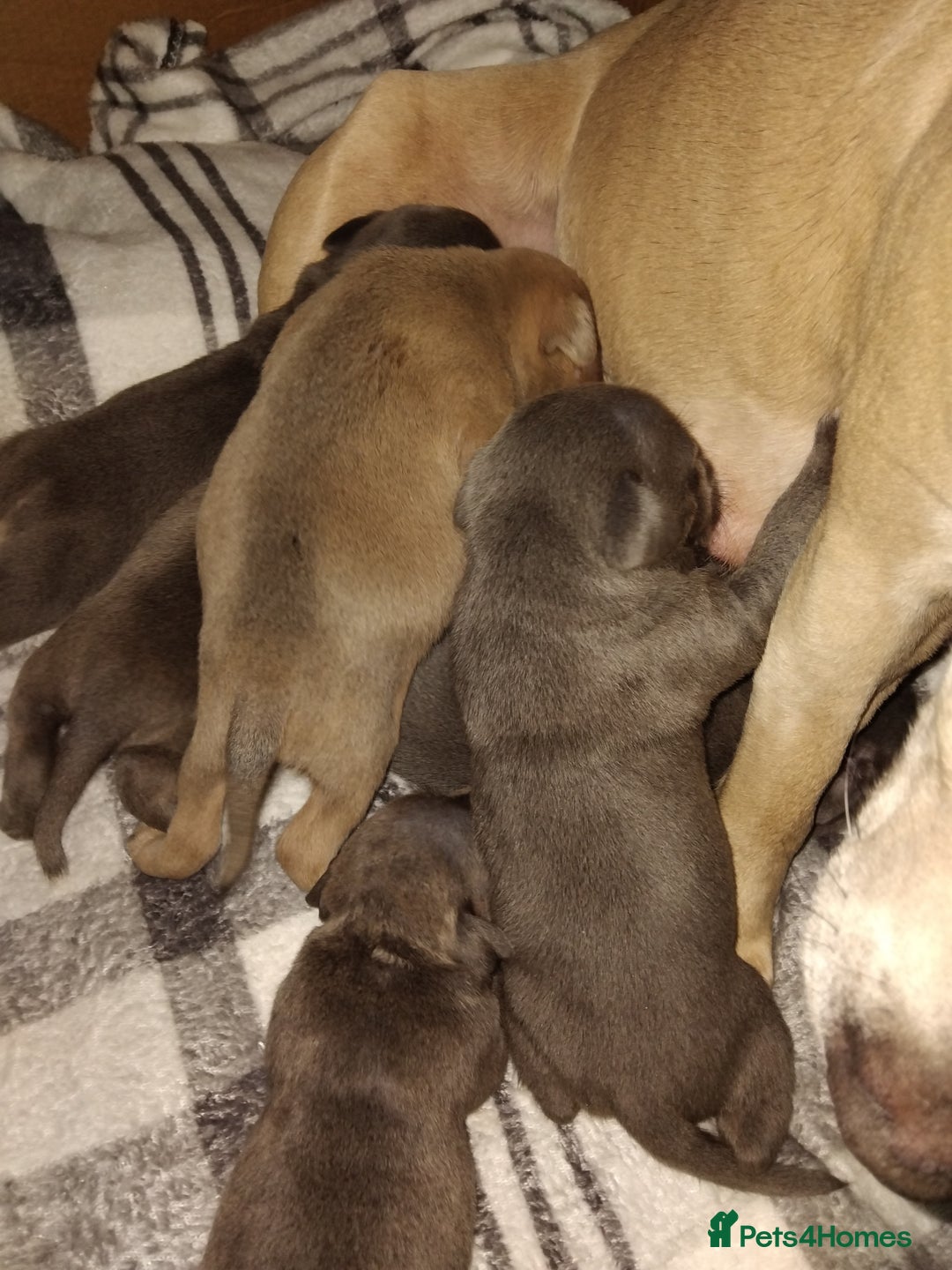 Staffordshire Bull Terrier dogs for sale: Staffordshire bull terriers - Advert 1