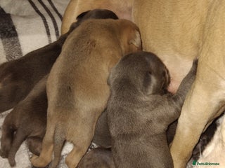 Staffordshire Bull Terrier dogs Staffordshire bull terriers - Advert 1